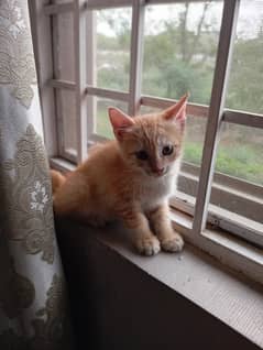kittens Available