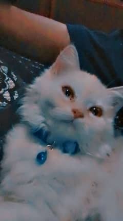 cat for sale