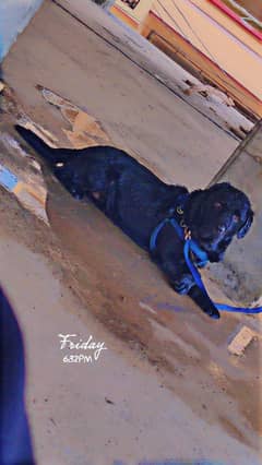black Labrador high quality for sell urgent