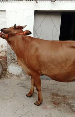 4 dant wachi for sale