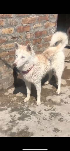siberian huskey female 8 month