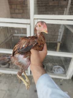 High Quality Aseel Chicks