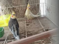 Breeder pairs For sale