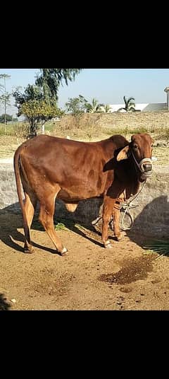 Female cow. .