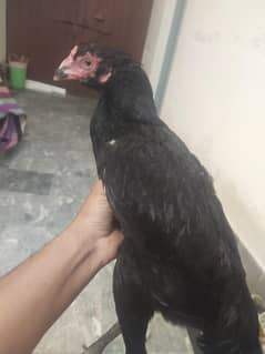 thai shamo aseel