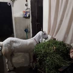 Goat for sale