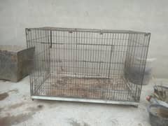 cage hen  pairs