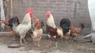 2 Roosters and 7 egg laying hens