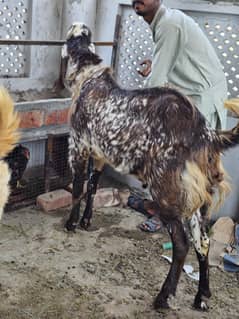 Qurbani