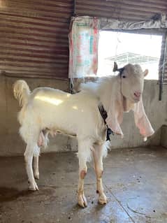 Bakra For Sale Qurbani 2025