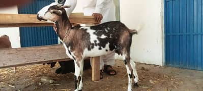 Gabbin pure taddy  Goat for sale