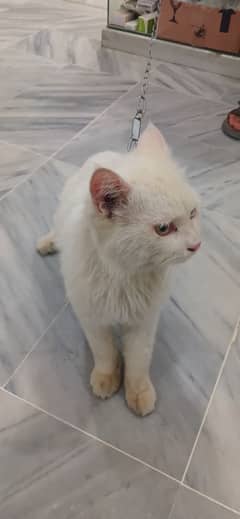 Persian cat
