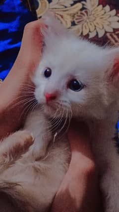Male kitten