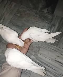 cockatiel