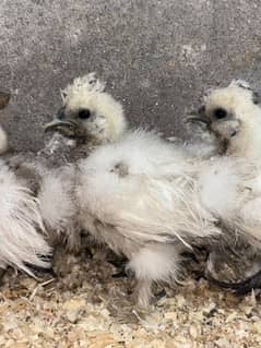 white silkie chicks age 1 month