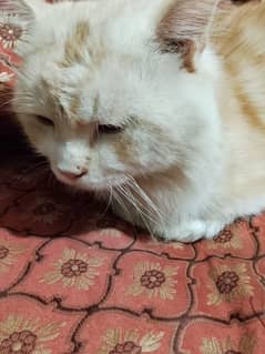 Ragamuffin Male Cat