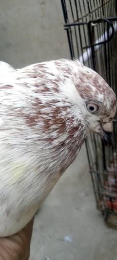 young breeding pair for sale high flyers