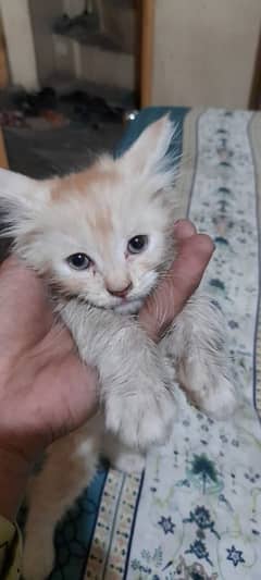 Persion kitten