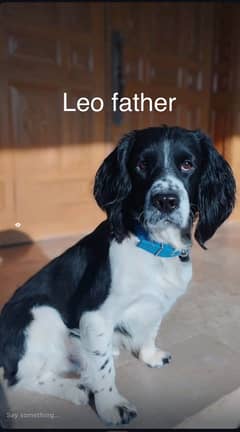 Field spaniel puppies for sale