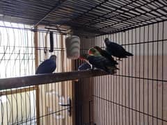 6 piece ready to first breed