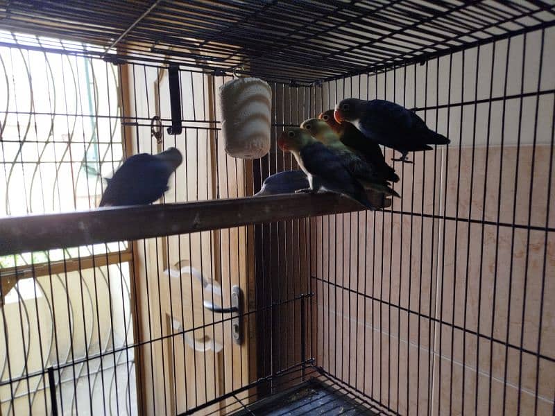 6 piece ready to first breed 1
