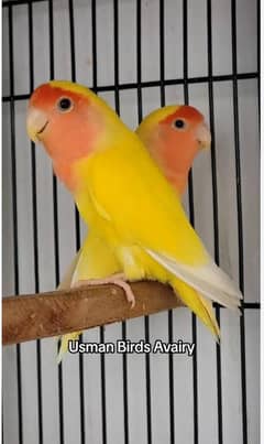 Love Birds For Sale