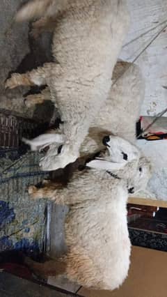 12 month Kajlay sheep home breed  healthy 3 pair 1 bhi mil skta hai