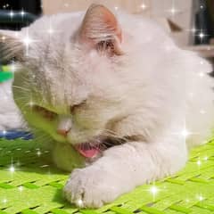 cats