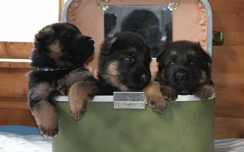 German Shepherd Puppies For Sale Only for Pet lover family 0