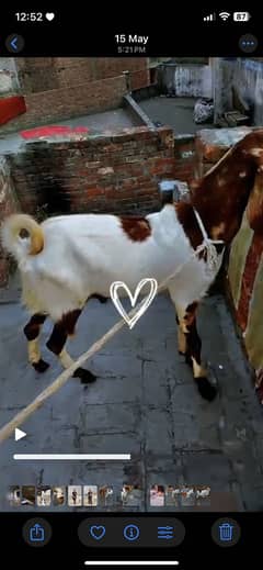 Bakra