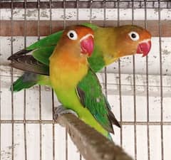 Fischer's lovebird