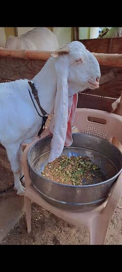 Gulabi bakri Pat tota face