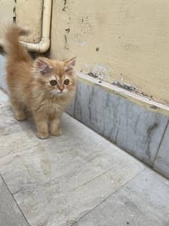Persian