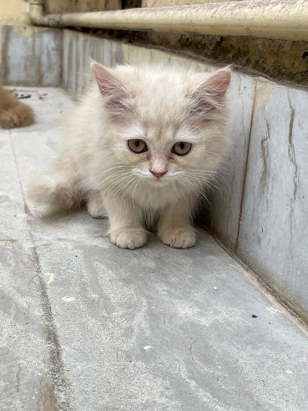 Persian kittens cats 1