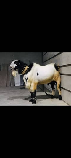 qurbani bakra
