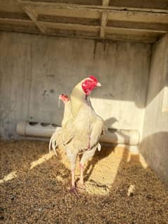 White heera aseel pair for sale