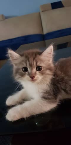 semi punch fancy kittens