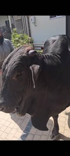 Beautiful Black Sahiwal Bull For Sale