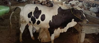 QURBANI