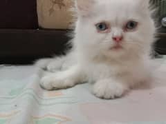 Persian