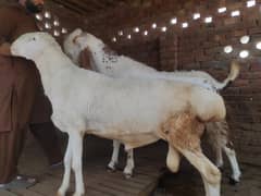 Chaki dumba 2 dant white chakki wala dumbha