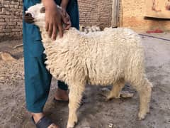 Dumba / Sheep /