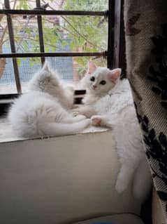 Persian Kittens