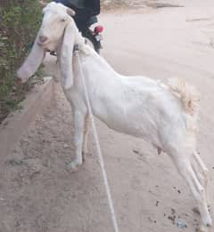bakri for sale