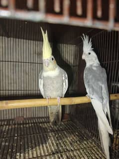 cockatiel