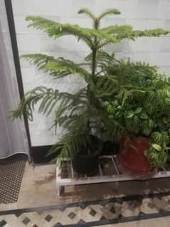 araucaria