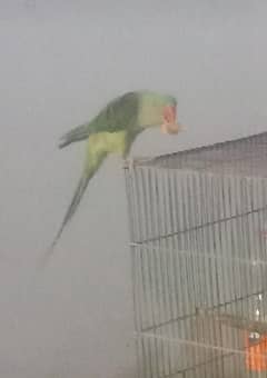 raw talking parrot for sale 03054636833
