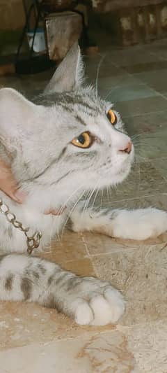 Egyptian Mau silver cat