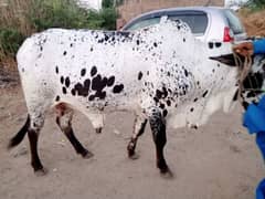 Qurbani bull | Bachra | desi bulls | Wehra | بچرا | qurbani 2025