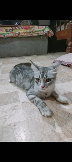 Egyptian
